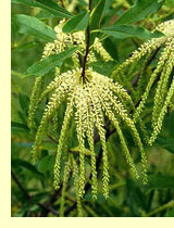 Цирилла кистецветная (Cyrilla racemiflora L.) Цирилла кистецветная (Cyrilla racemiflora L.)